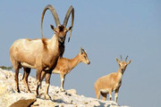 سرشماری پستانداران در منطقه حفاظت‌شده مند با پهپاد