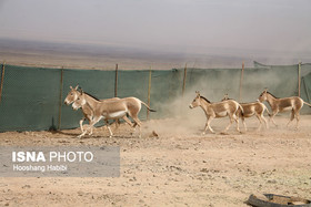 جزئیات دور جدید انتقال گورخرهای ایرانی به سمنان