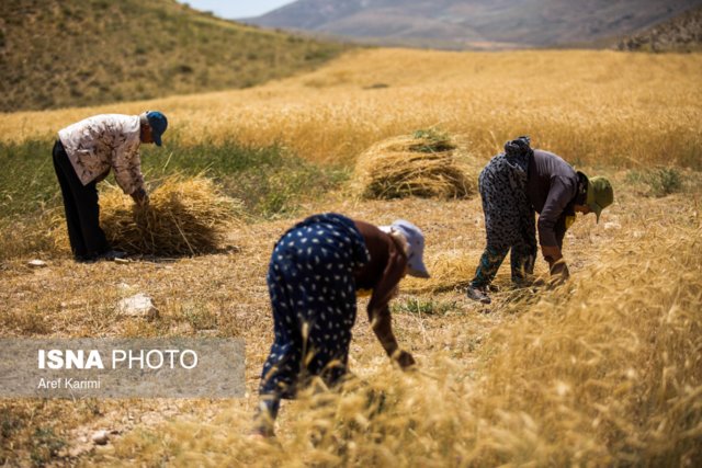خرید تضمینی گندم در آذربایجان شرقی بیش از 630 هزار تن است