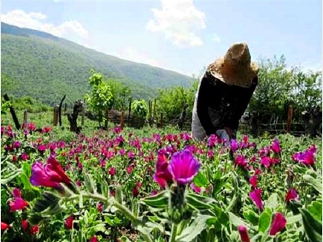 احیای 230 هکتار اراضی ملی با گیاهان دارویی در کردستان