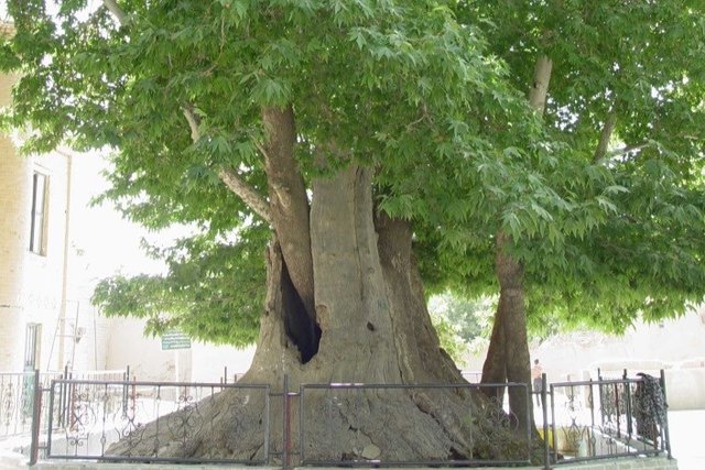 شناسایی ۳۰ درخت کهنسال‌ در شهرستان کاشان