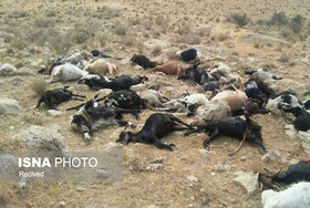 گرگ‌های گرسنه 9 رأس گوسفند را دریدند