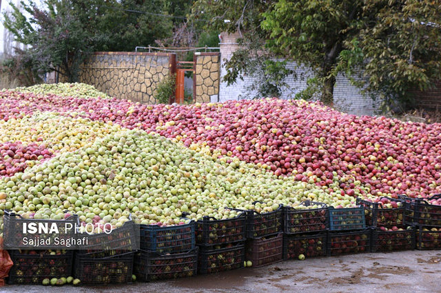 افزایش ۲۳ درصدی صادرات سیب درختی در ۹ ماهه امسال
