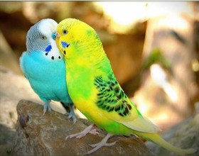 رهایی بیش از 1500 پرنده کمیاب زینتی از دست قاچاقچیان در آبادان