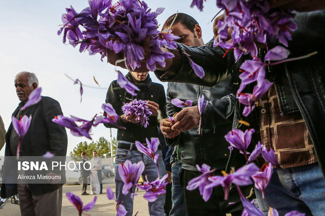 تولید زعفران در یکی از روستاهای کرمانشاه