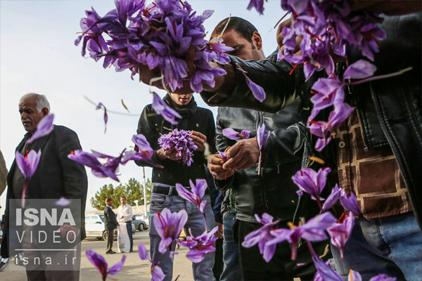 اختراعی نوین برای برداشت گل زعفران
