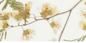 ثبت دانشگاه علوم کشاورزی خوزستان در شبکه هرباریوم‌های متصل به باغ گیاه‌شناسی نیویورک