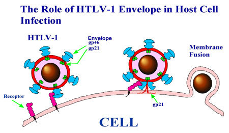 ویروس HTLV-1