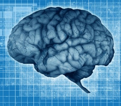 مغز چطور تغییر مقررات را درک می‌کند؟