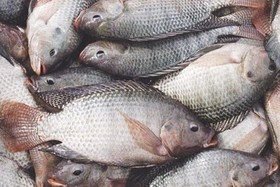 توسعه پرورش ماهی تیلاپیا در استان‌های حاشیه کویر
