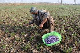 زعفران‌کاران با ورود به معاملات آپشن از نوسان قیمتی در امان می‌مانند