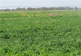 گیاهی که بهانه‌گیری نمی‌کند!