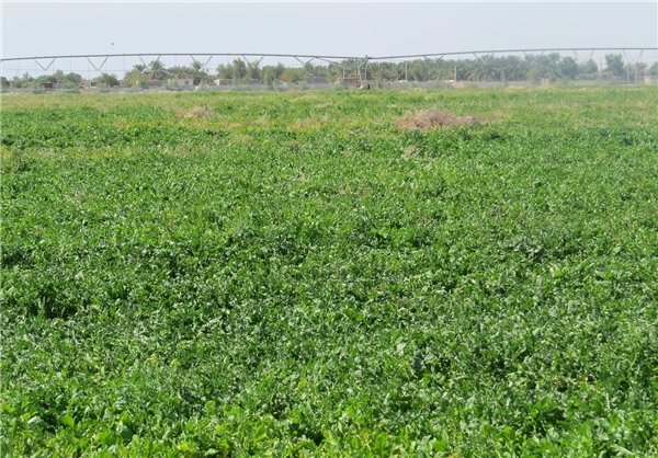 گیاهی که بهانه‌گیری نمی‌کند!