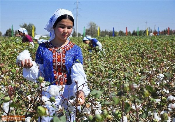 پایداری مشاغل در بخش تعاون بیشتر است