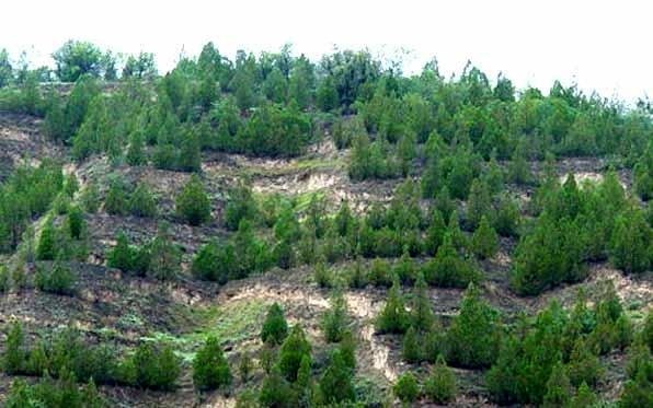 عدم توجه به حفظ جنگل‌ها و مراتع آینده کشور را با خطر جدی مواجهه می‌کند