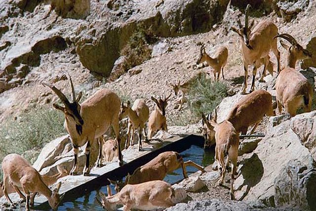 رشد 60 درصدی وحوش در «آلمابلاغ»