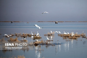 شمارش بیش از یک میلیون پرنده آبزی و کنار آبزی مهاجر در زمستان ۹۷