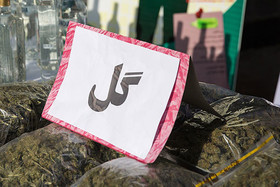 هشدار درباره افزایش مصرف گل / کشف ۲۶۰۰ کیلوگرم مواد مخدر در پایتخت