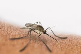 ایران در آستانه دریافت گواهی «حذف مالاریا» از سازمان جهانی بهداشت