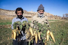 جشنواره زردک خرانق 2 ساله می‌شود
