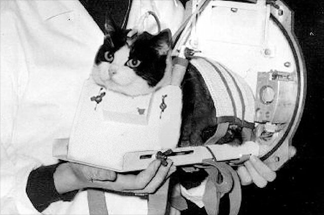 فلیست؛ تنها گربه‌ای که طعم سفر به فضا را چشید+تصاویر