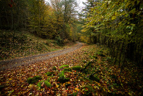 ایران زیباست؛ طبیعت پاییزی منطقه «شیرگاه» شهرستان سوادکوه در استان مازندران