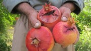 هشدار جهاد کشاورزی گلستان درباره خسارت مگس مدیترانه‌ای به باغ های استان