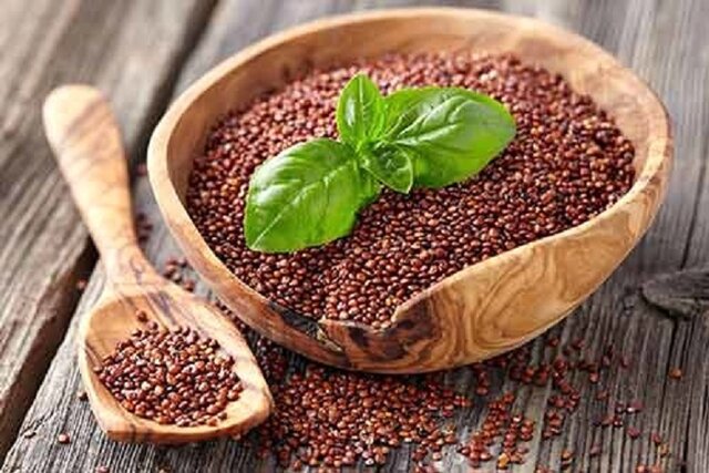 «خاویار گیاهی» در کشت‌زارهای خراسان‌شمالی برای نخستین‌بار