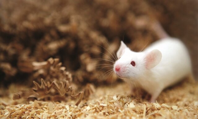 روشی برای تمایز سلول‌های بنیادی جنینی موش به سلول‌های اپی‌تلیالی کلیه