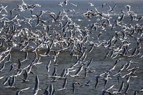 به دنبال متخلفان صید پرندگان آبزی در تالاب‌های خوزستان 