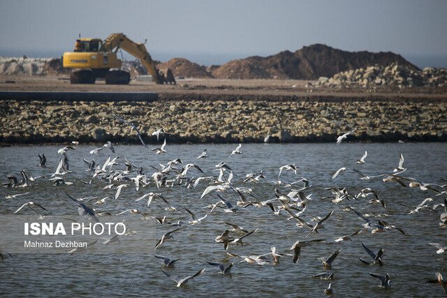 مهاجرت بی‌خطر نیست حتی برای پرندگان!