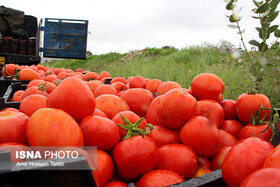 عوارض صادرات گوجه فرنگی  ۵۵ درصد شد