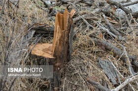 عوارض ۲۳۳ میلیارد تومانی قطع درختان در ۸ ماهه نخست سال جاری
