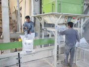 تلاش جهت تسهیل واردات ‌ژنراتور برای کارخانه‌های آرد/ ضرورت پرداخت به‌موقع کرایه رانندگان