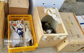 احکام قاچاق ۱۲۱ پرنده شکاری در بوشهر صادر شد