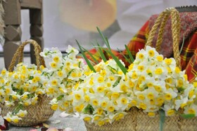 گل نرگس بیمه می‌شود + تصاویر