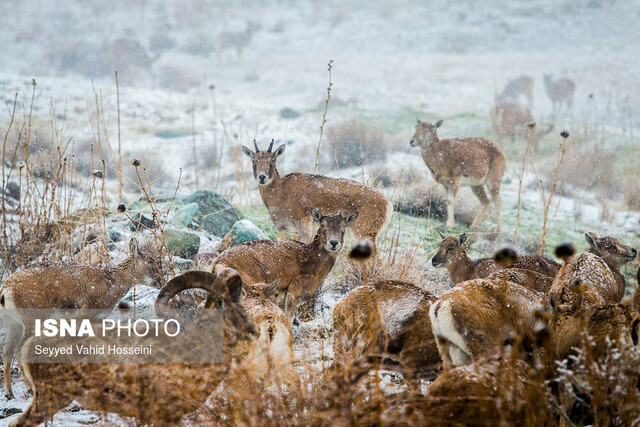 منطقه حفاظتشده ورجین آمادهباش محیطبانان تهران برای حفاظت از حیات وحش در سرما