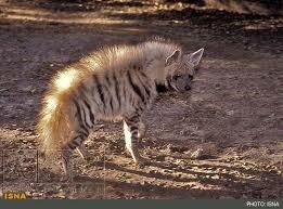 کشف زیستگاه جدید کفتار راه راه در سراوان