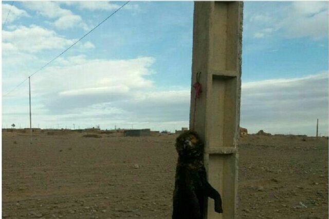 تلاش برای دستگیری عاملان حیوان آزاری در زیرکوه
