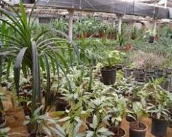 اختصاص ۶۰۰ هکتار اراضی به مزرعه خورشیدی و گیاهان دارویی گچساران