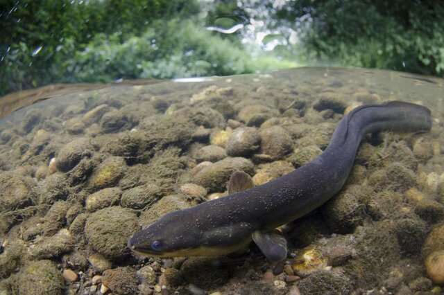 اعتیاد ماهی‌های رودخانه تایمز به کوکائین