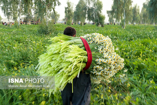 افزایش محصول با اجرای طرح پژوهشی "گل نرگس" و "مزارع یونجه"