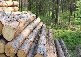 زراعت چوب؛ اصلی‌ترین منبع تامین نیازهای چوبی کشور