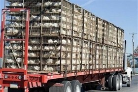 کشف بیش از ۱۵۰۰ قطعه مرغ فاقد مجوز در شهرستان البرز
