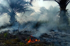 شکست بشر در نبرد با پدیده جنگل‌زدایی