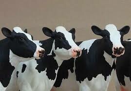 حیات صنایع لبنی ابرکوه در گرو پرورش ۱۰ هزار گاو شیری
