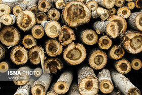 دستگیری قاچاقچی چوب در تاغزارهای نوش‌آباد