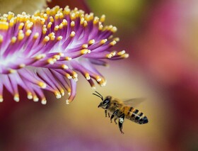 جهان بدون زنبور عسل بیشتر از ۴ سال دوام نمی‎‌آورد