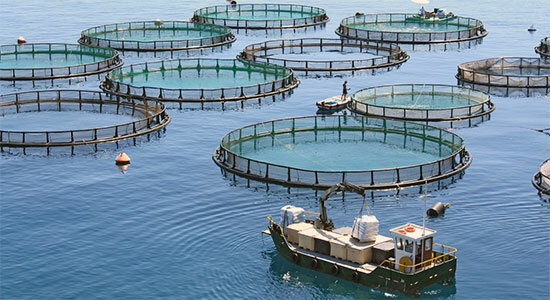 صنعت "پرورش ماهی در قفس" در استان‌های ساحلی توسعه می‌یابد
