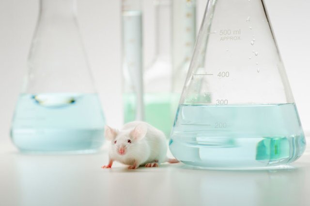 تولد موش‌هایی که به صورت ژنتیکی فاکتور 8 آنها غیر فعال است